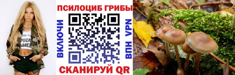 мега tor  Химки  Псилоцибиновые грибы Cubensis 
